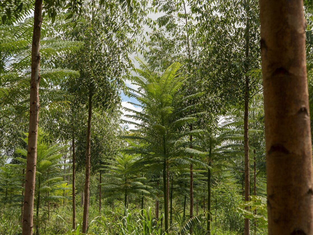 Restoration of biological corridors and protection forests in the Caazapá Department