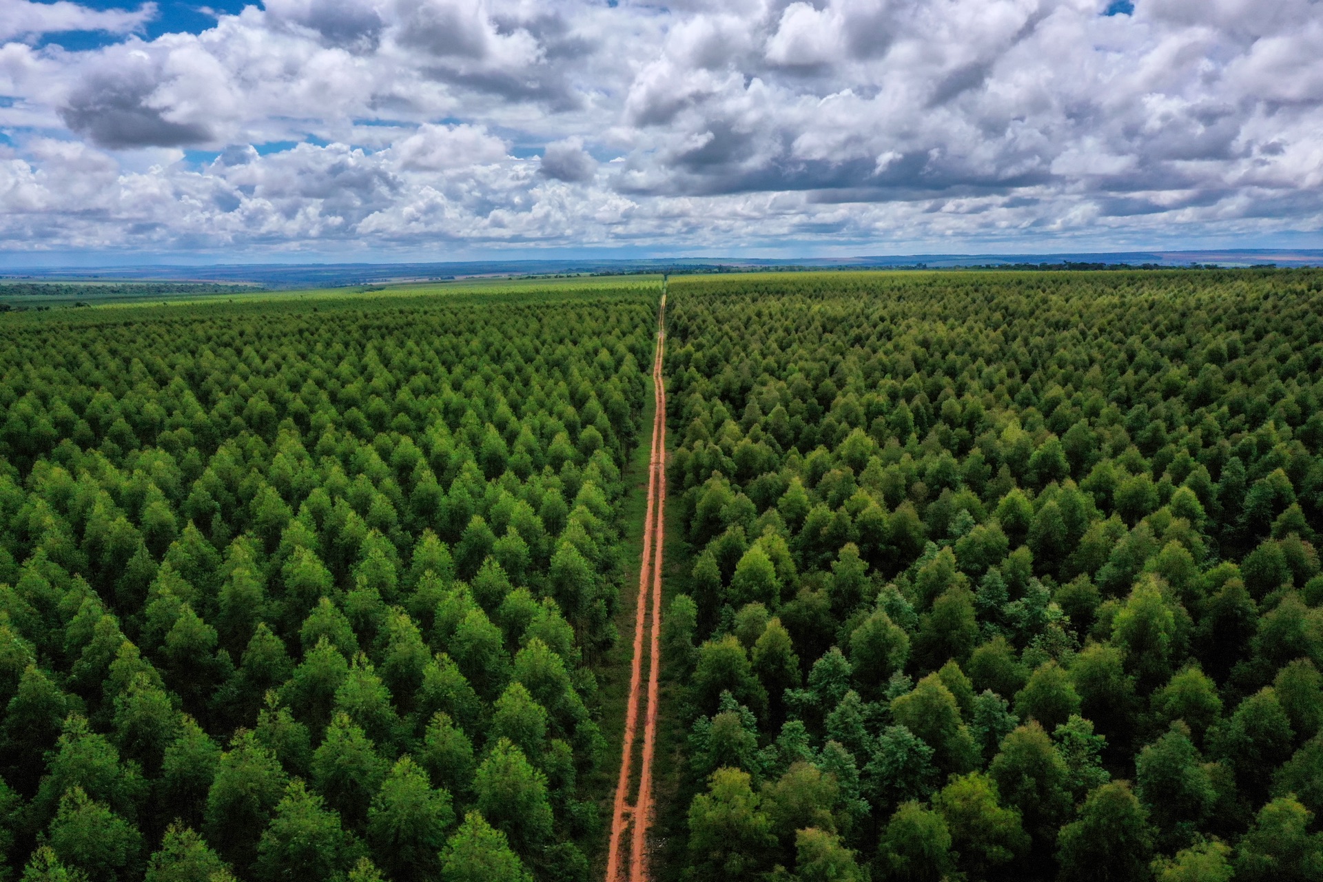 Aerial view of an FSC®-certified eucalyptus plantation in eastern Paraguay