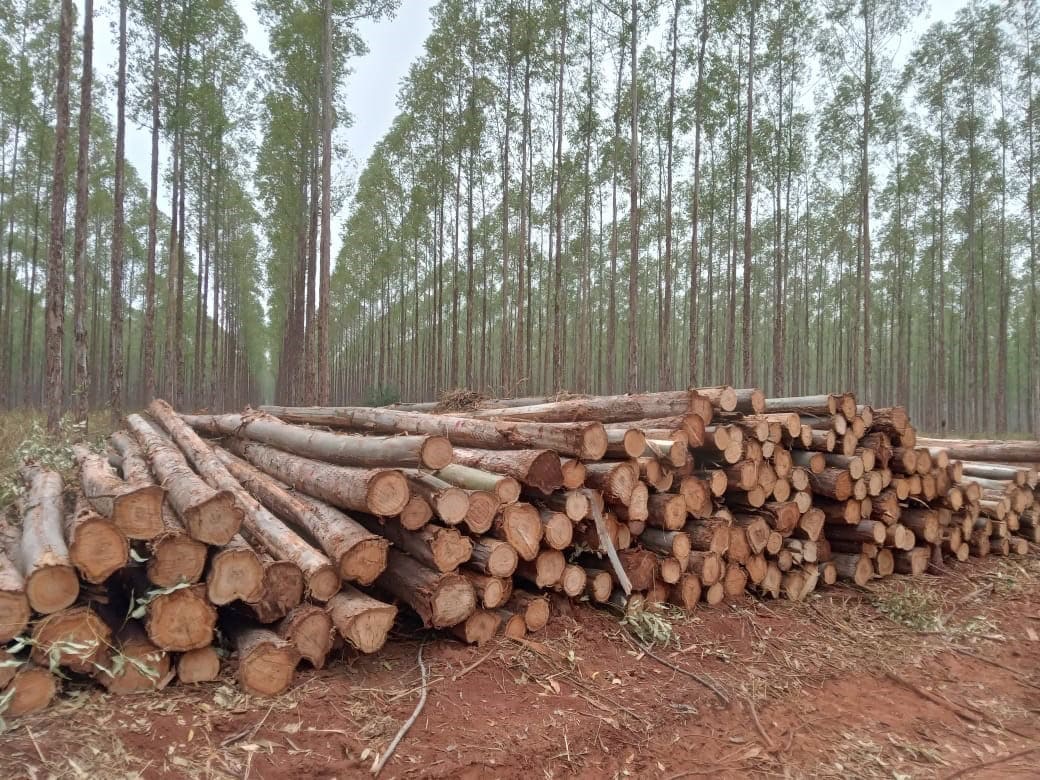 Firewood for energy use