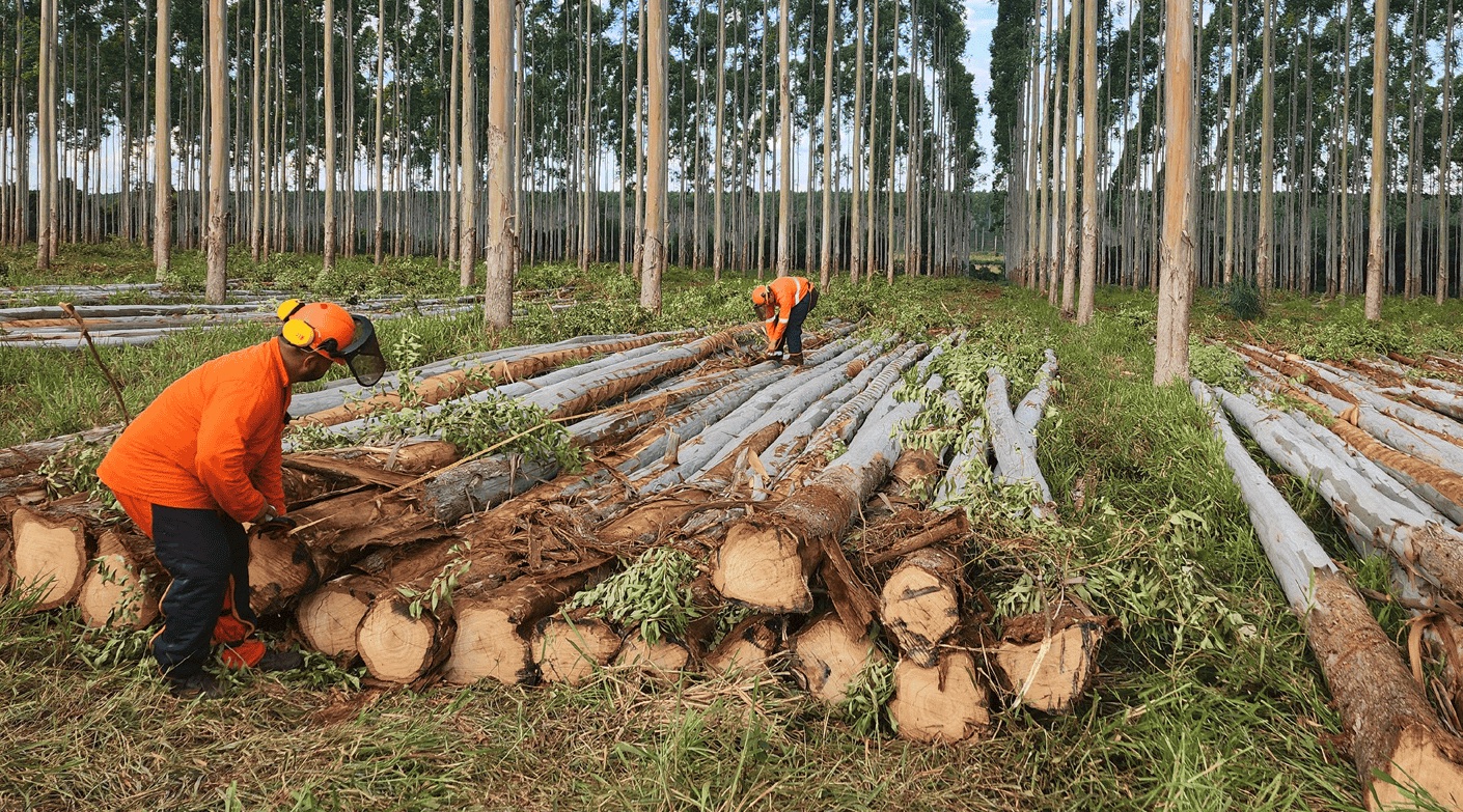 Quality wood logs