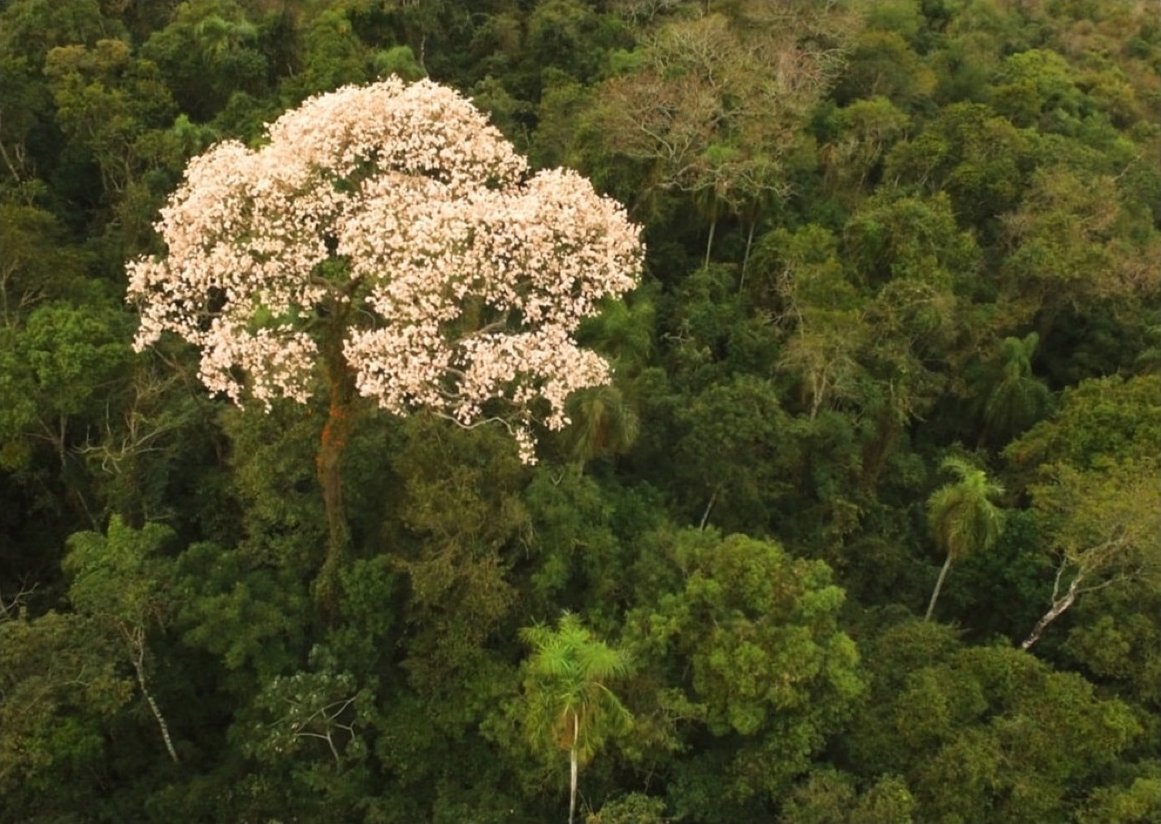 FORCERPA — pioneering natural forest management