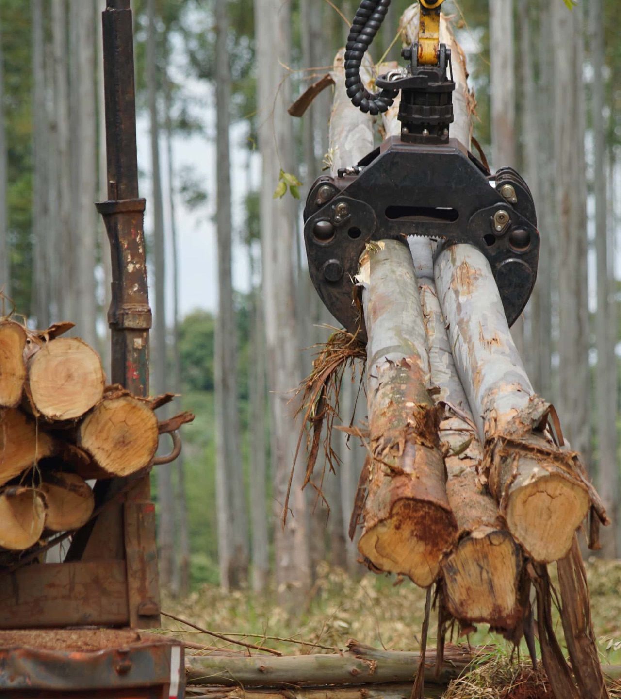 Forestal San Pedro S.A.